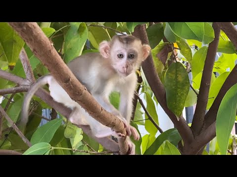 Adorable baby boy to play up on tree