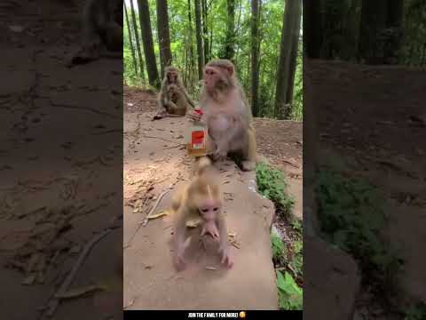 Scolded but Loved: Baby Monkey's Lesson Learned! 👨🐒❤️ #MonkeyBusiness #BabyMonkey