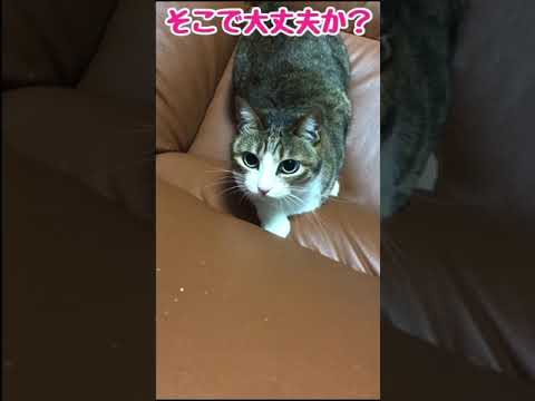 しゃべるネコ　２　Talking cat　#Shorts