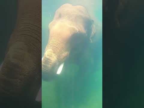 Elephants Play in the Water | Jungle Life] #junglelife #animals #junglewildlife