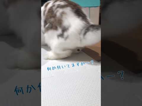 #うさぎのいる暮らし #うさぎと暮らす #40代 #bunny #独身 #rabbit #独り暮らし #かわいい