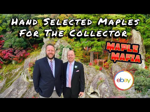 Maple Mafia eBay Breakdown For 12/29/2024 Hand Selected Maples For The Collector