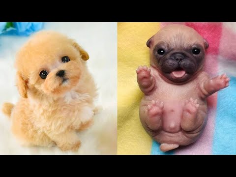 Baby Dogs 🔴 Cute and Funny Dog Videos Compilation #16 | 30 Minutes of Funny Puppy Videos 2022