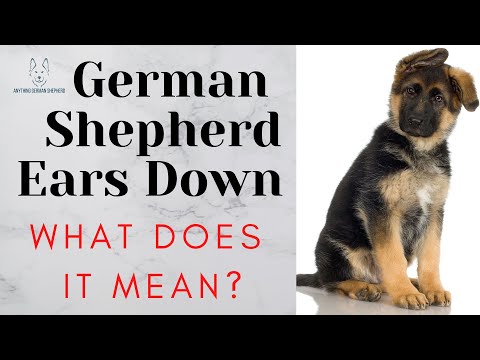 German Shepherd Ears Down: What Does It Mean?