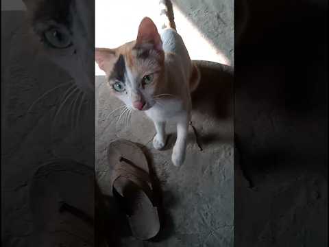 Cat#PawPinch#Video#chips #CatsOuch#CatPawPinchVideo#chocolate