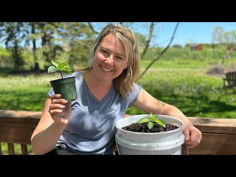 You Wont Believe it! How to Grow Pepper Plants in Containers! Watch for my secret ingredient! 👀💩