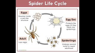 The Web of Life: A Journey Through the Spider's Lifecycle/L.B.R Sciences