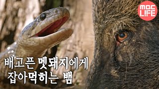 [MBC DMZ, THE WILD] - 배고픈 멧돼지에게 먹히고 마는 뱀 20170619