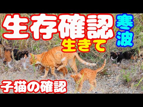 白血病蔓延地域 猫４５匹 さくらねこや野良猫や子猫にたくさんのご飯を食べさせたら…涙 前編