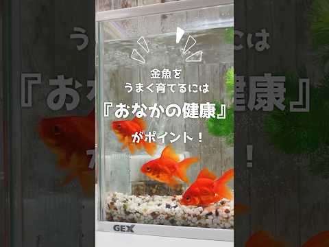 【金魚の健康はお腹から】金魚元気 水キレイフレーク