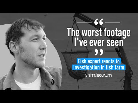 Fish Expert Reacts to Investigative Footage From Scottish Fish Farm