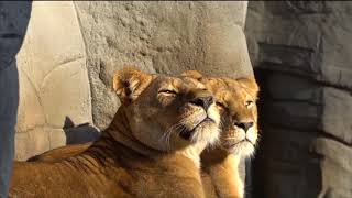 lion kavideo।sher kavideo।bigcat।picturepart3 noncopyright usethe youtubevideos byinformationOFindia