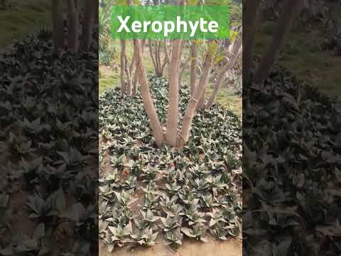 Xerophyte plant garden #trending #plant #xerophytic #viralshorts #nature #botany #easylearning