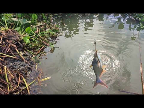 Best Hook fishing 2024 |Smart Boys hunting fish by fish hook From nature