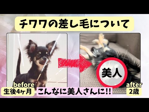 【こんなに美人に!!チワワの差し毛について】ビフォーアフター！！