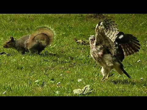 SPARROWHAWKS 👀 From CHICKS to Fledging - Calling Call - Accipiter nisus