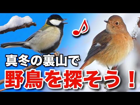 変身するジョウビタキを発見！野鳥のヒミツを大公開！