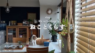 無印良品週間購入品/猫草/大人気のスイーツ並んでみた【猫との暮らしvlog】