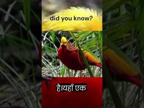 गोल्डन फियसंट नामक पक्षी के बारे में आप क्या जानते हैं?#hindi #facts #Golden pheasant #birds