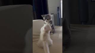 cat videos no ads | cat parade #cat #kitten #cutecat #catvideos #short #shortsfeed #viral