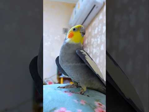 Adorable Cockatiel Jojo's Cute Singing Moments #cockatielscraze #cockatiel #birdsinging