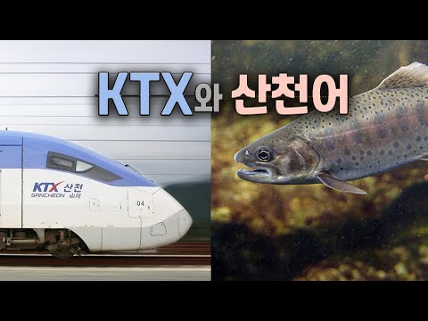 How is Sancheon fish, which became the model for KTX 2, different from trout?