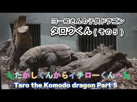 ヨーコさんの子供ドラゴン　タロウくん（その５）🦎たかしくんからイチローくんへ🦎（東山動植物園）Taro the Komodo dragon Part 5