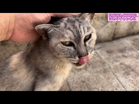 I went to see the cats after the typhoon passed. Fukuoka Prefecture, Japan. Healing cat videos.