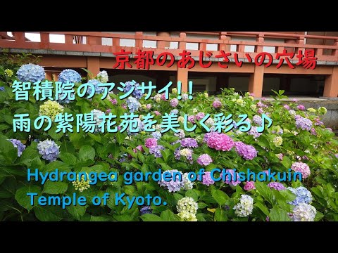 智積院のアジサイ、雨の紫陽花苑で見頃♪【Hydrangea garden of Chishakuin Temple.】