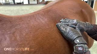 Post-Performance Relaxation of a Dressage Horse: Optimal Performance Program