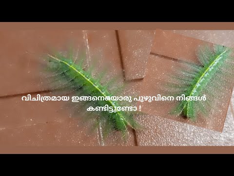 വിചിത്രമായ ഇങ്ങനെയൊരു പുഴുവിനെ നിങ്ങൾ കണ്ടിട്ടുണ്ടോ ! Leaf Caterpillar