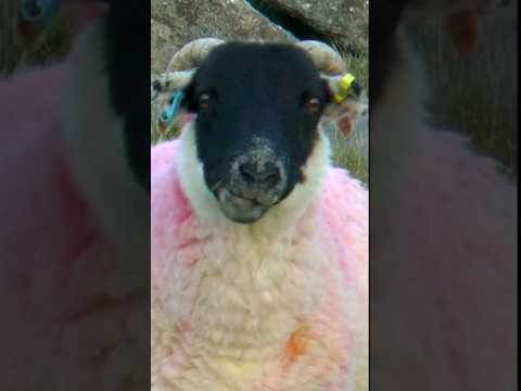 EVIL DEMON SHEEP From HELL!