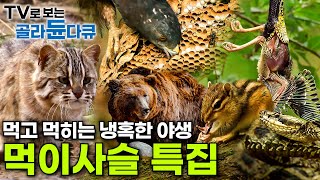 🐿️독사를 잡아먹는 다람쥐부터, 독사에게 잡아먹히는 새까지🦅 먹고 먹히는 자연의 경이로움 총망라┃EBS 명작 자연다큐 먹이사슬 특집┃#골라듄다큐