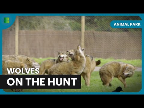 Behind the Scenes with Wolves - Animal Park - Documentary