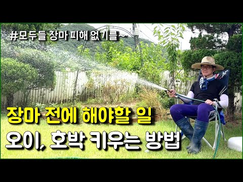 장마대비 준비 / 오이,호박 키우는 방법 / countryside, rustic life