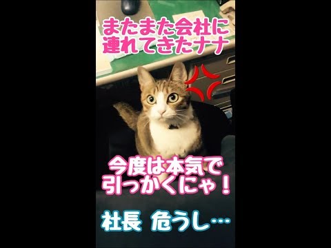 飛びかかる　ネコ