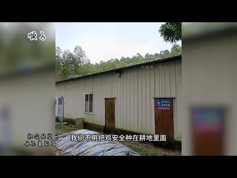 农村一大叔刚种几年的桉树，“农管”要求今天清理完毕！