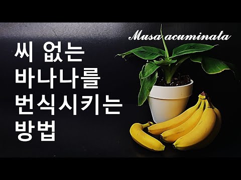 씨앗 없이 바나나를 번식시키는 방법｜바나나 번식법｜바나나 포기나누기｜씨 없는 바나나 번식｜Plant information #4 Banana and Suckering