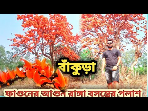 বসন্তের পলাশ।।পলাশ ফুল। Bankura tour। গ্রাম বাংলা।বাঁকুড়া। #bengalivlog #bankura #travel #vlog