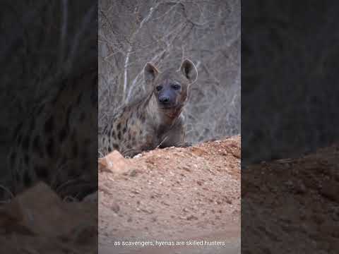 facts about hyena