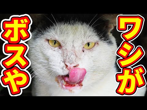 凶暴なボス猫にご飯あげると・・・ 癒され野良猫動画 感動猫動画