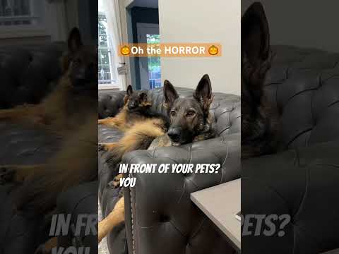 Oh the Horror! #funny #dog #sadiethesableshepherd