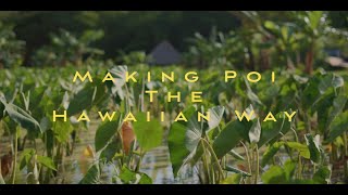 Harvesting Taro [Kalo] - The Hawaiian Way