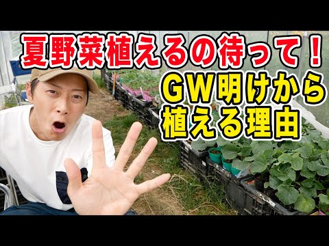 ４月は夏野菜植えるの待って！　５月(連休明け)から植える理由