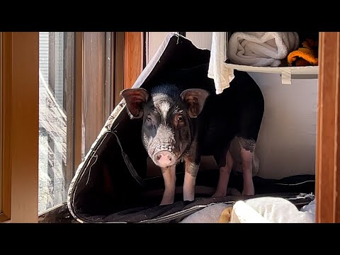 A pig using a gifted house in an unexpected way is too funny.