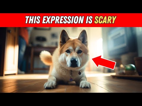 The WORST THINGS about owning an Akita will surprise YOU!