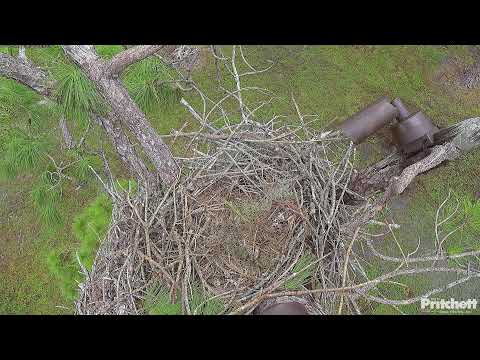 Southwest Florida Eagle Cam