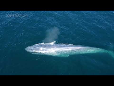 Our First BLUE WHALE of 2021 🐋