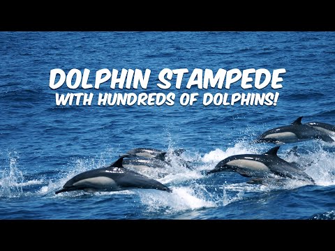 Hundreds of Dolphins Stampede off Dana Point, California 🐬