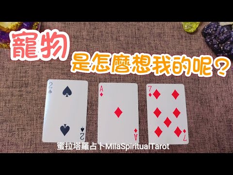 過世/在世的寵物想跟你說的話?【蜜拉塔羅占卜MilaSpiritualTarot】